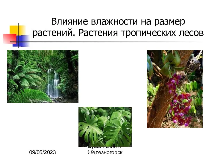 09/05/2023 Душак О.М. г.Железногорск Влияние влажности на размер растений. Растения тропических лесов