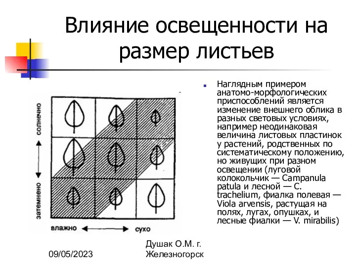 09/05/2023 Душак О.М. г.Железногорск Влияние освещенности на размер листьев Наглядным примером