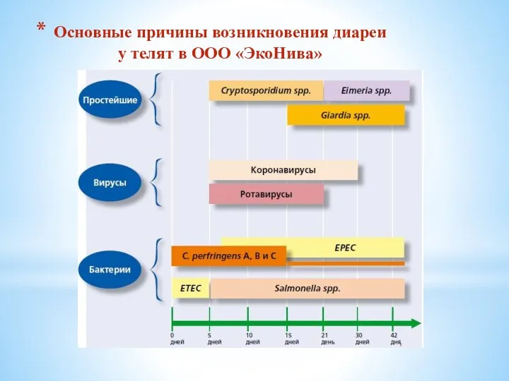 Основные причины возникновения диареи у телят в ООО «ЭкоНива»