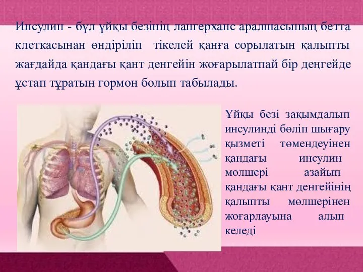 Инсулин - бұл ұйқы безінің лангерханс аралшасының бетта клеткасынан өндіріліп тікелей