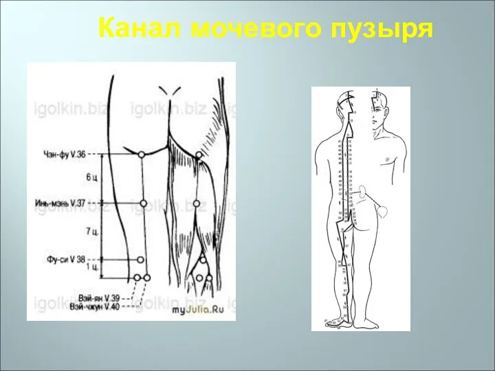 Канал мочевого пузыря