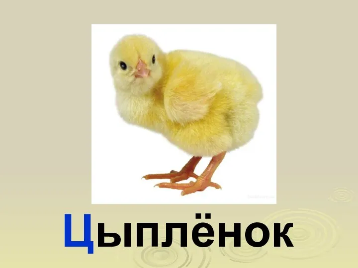 Цыплёнок