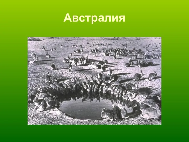 Австралия