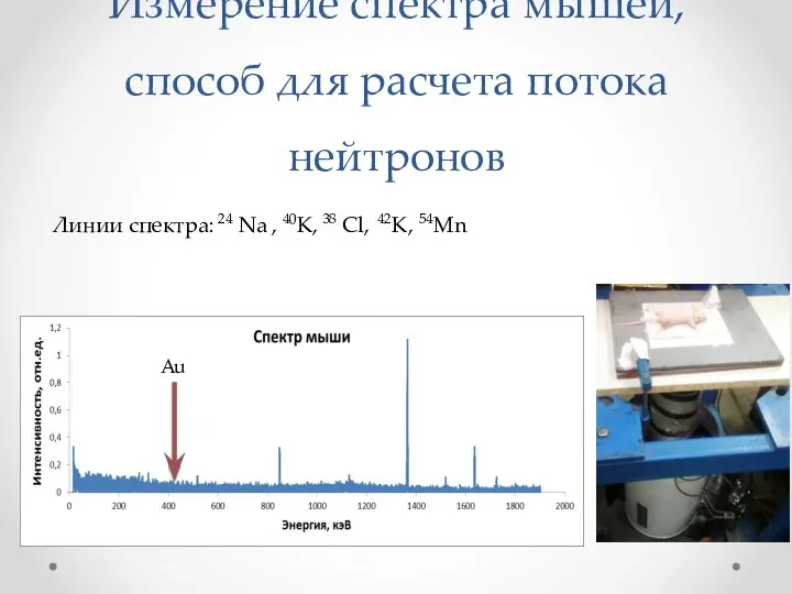 Измерение спектра мышей, способ для расчета потока нейтронов Линии спектра: 24