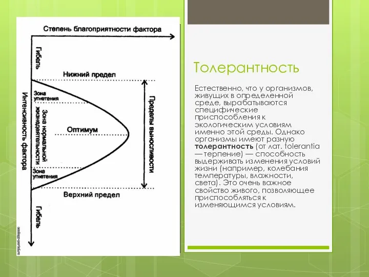 Толерантность Естественно, что у организмов, живущих в определенной среде, вырабатываются специфические