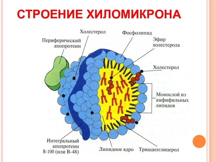 СТРОЕНИЕ ХИЛОМИКРОНА