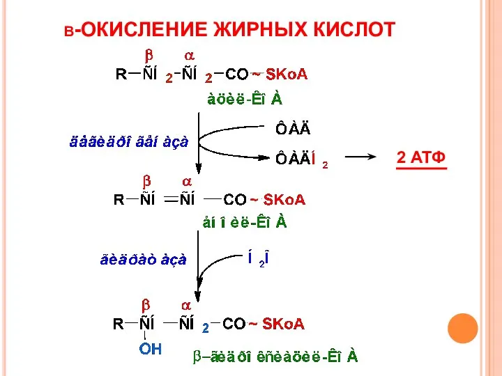 β-ОКИСЛЕНИЕ ЖИРНЫХ КИСЛОТ 2 АТФ