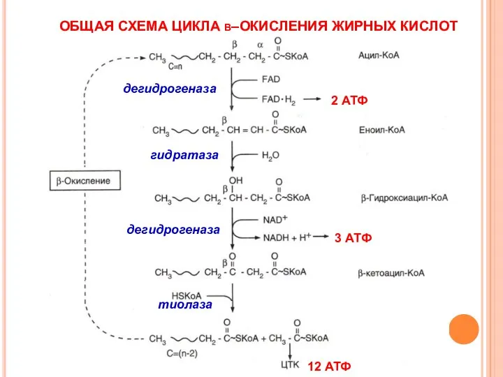 ОБЩАЯ СХЕМА ЦИКЛА β–ОКИСЛЕНИЯ ЖИРНЫХ КИСЛОТ дегидрогеназа гидратаза дегидрогеназа тиолаза 2 АТФ 3 АТФ 12 АТФ