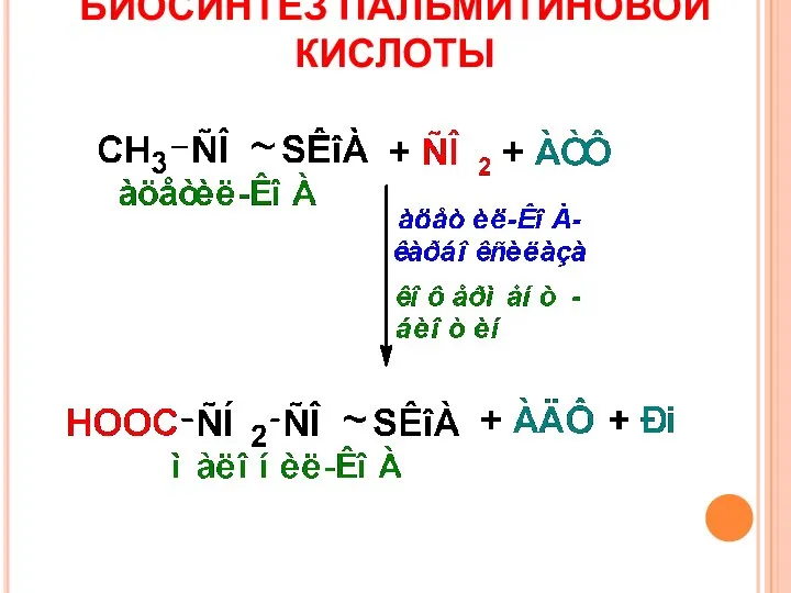 БИОСИНТЕЗ ПАЛЬМИТИНОВОЙ КИСЛОТЫ