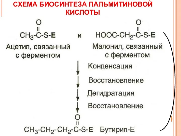 СХЕМА БИОСИНТЕЗА ПАЛЬМИТИНОВОЙ КИСЛОТЫ