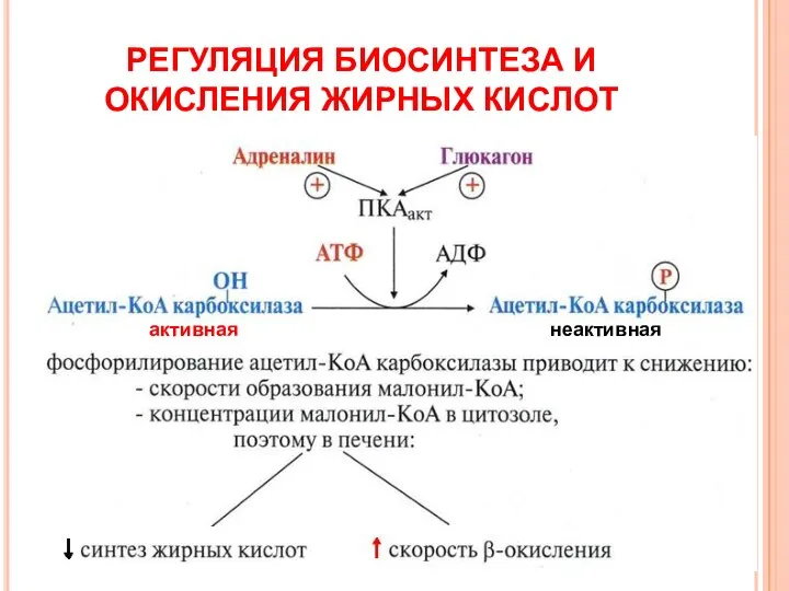 РЕГУЛЯЦИЯ БИОСИНТЕЗА И ОКИСЛЕНИЯ ЖИРНЫХ КИСЛОТ активная неактивная