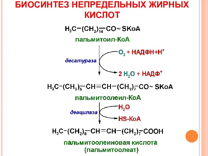 БИОСИНТЕЗ НЕПРЕДЕЛЬНЫХ ЖИРНЫХ КИСЛОТ