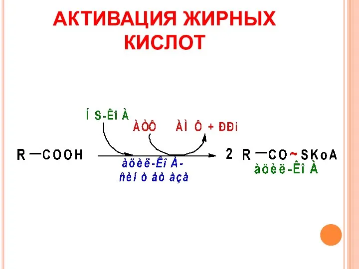 АКТИВАЦИЯ ЖИРНЫХ КИСЛОТ