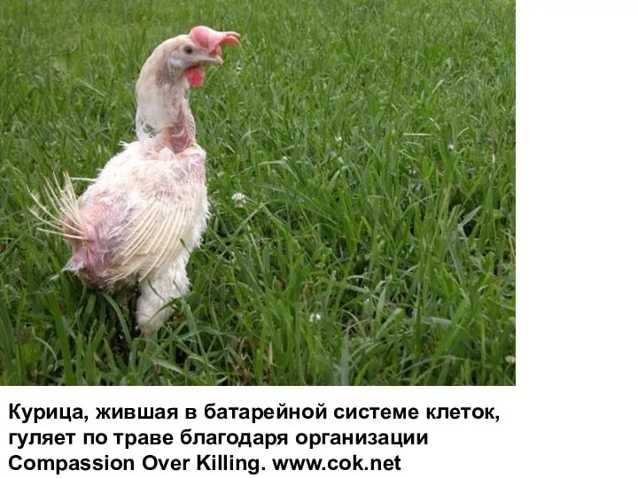 Курица, жившая в батарейной системе клеток, гуляет по траве благодаря организации Compassion Over Killing. www.cok.net