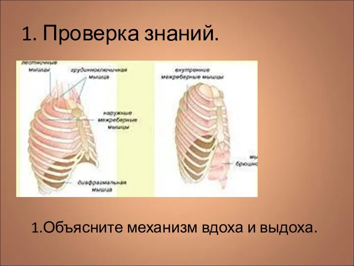 1. Проверка знаний. 1.Объясните механизм вдоха и выдоха.