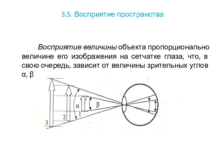 3.5. Восприятие пространства Восприятие величины объекта пропорционально величине его изображения на