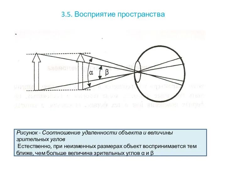 3.5. Восприятие пространства Рисунок - Соотношение удаленности объекта и величины зрительных