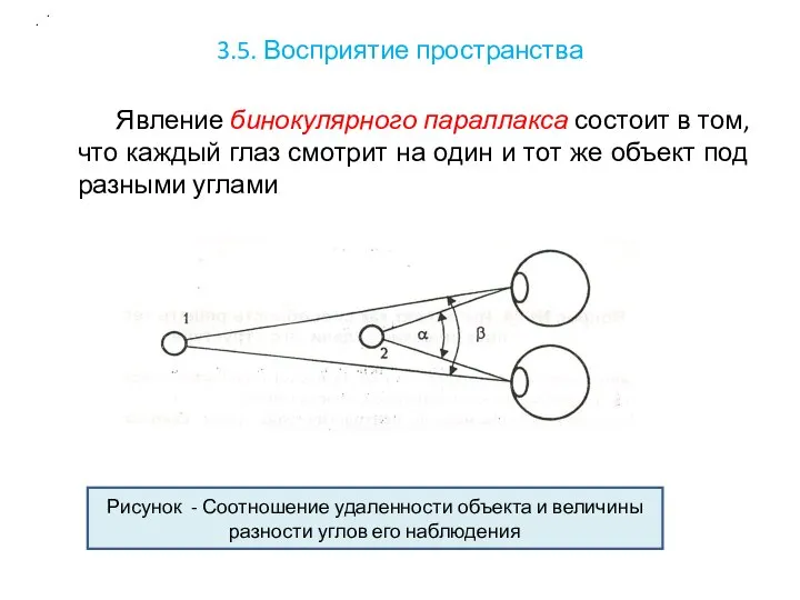 3.5. Восприятие пространства Явление бинокулярного параллакса состоит в том, что каждый