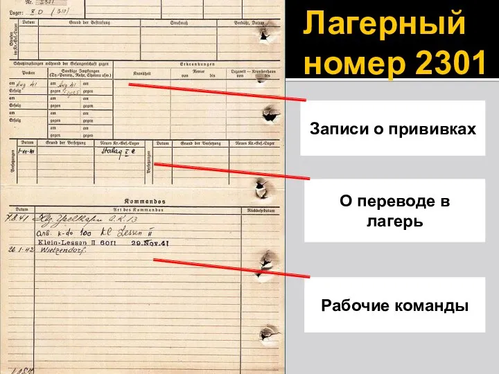 Записи о прививках О переводе в лагерь Рабочие команды Лагерный номер 2301