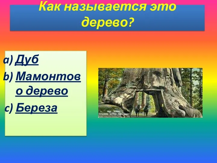 Как называется это дерево? Дуб Мамонтово дерево Береза