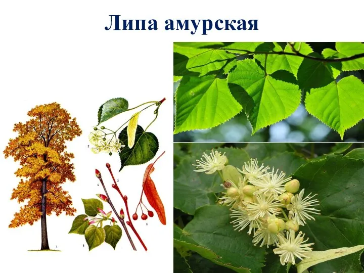 Липа амурская