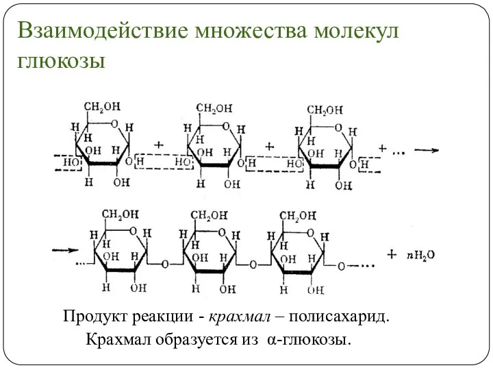 Взаимодействие множества молекул глюкозы Продукт реакции - крахмал – полисахарид. Крахмал образуется из α-глюкозы.