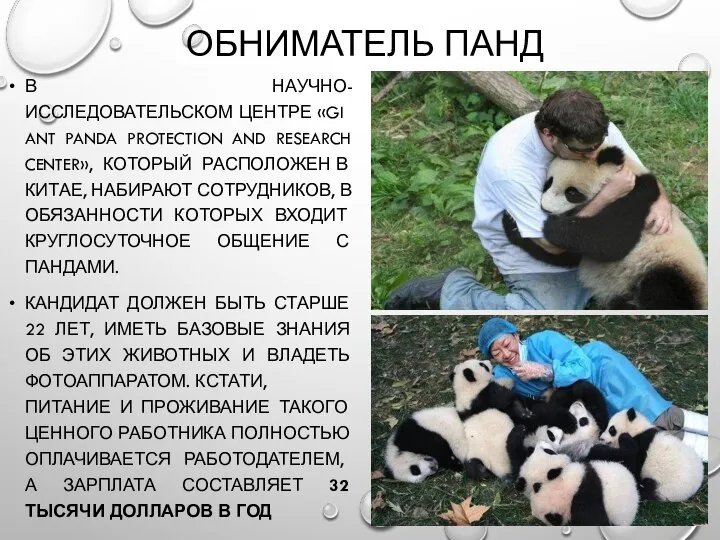 ОБНИМАТЕЛЬ ПАНД В НАУЧНО-ИССЛЕДОВАТЕЛЬСКОМ ЦЕНТРЕ «GIANT PANDA PROTECTION AND RESEARCH CENTER»,