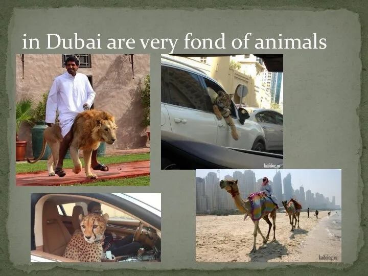 in Dubai are very fond of animals