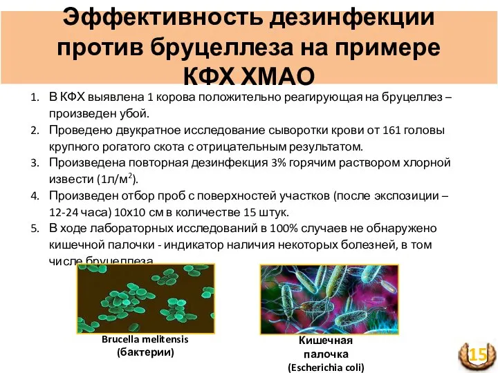 Эффективность дезинфекции против бруцеллеза на примере КФХ ХМАО В КФХ выявлена