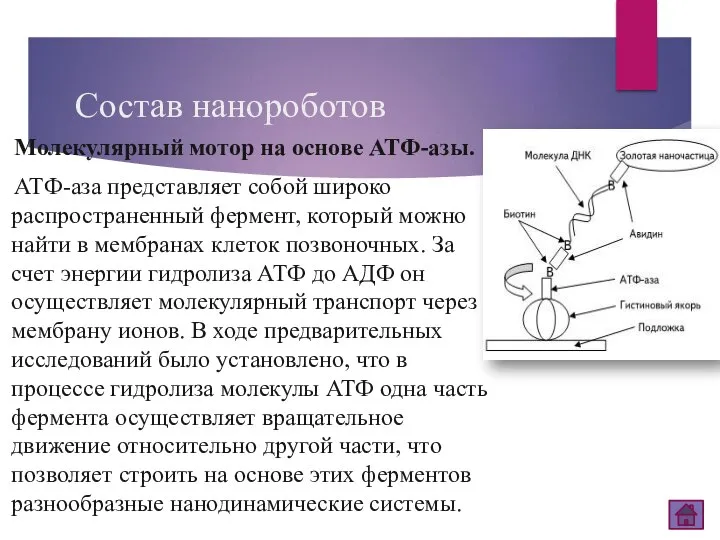 Состав нанороботов Молекулярный мотор на основе АТФ-азы. АТФ-аза представляет собой широко