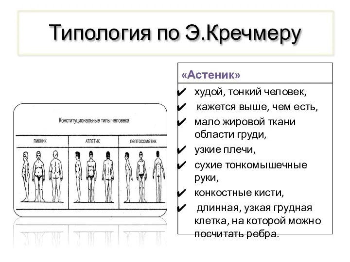 Типология по Э.Кречмеру «Астеник» худой, тонкий человек, кажется выше, чем есть,