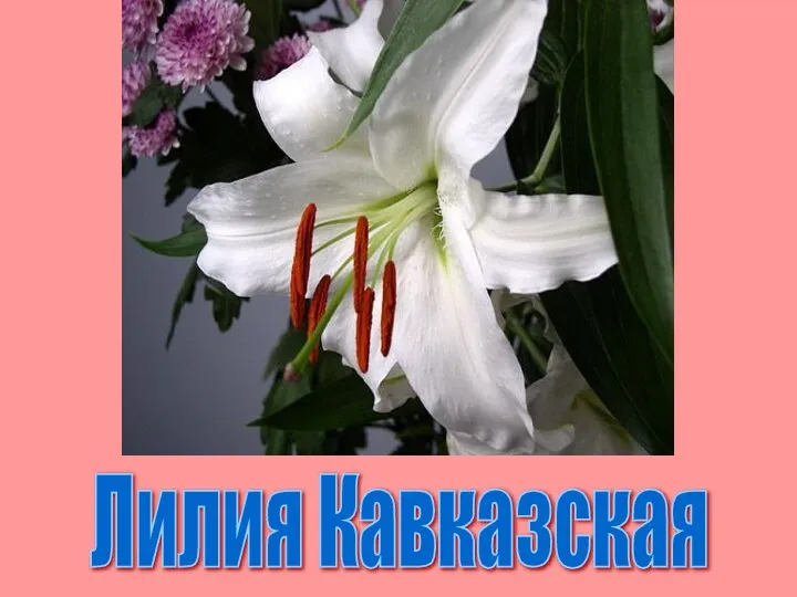 Лилия Кавказская