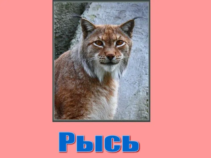 Рысь