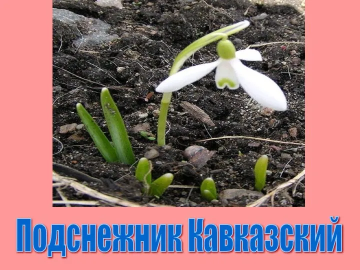 Подснежник Кавказский