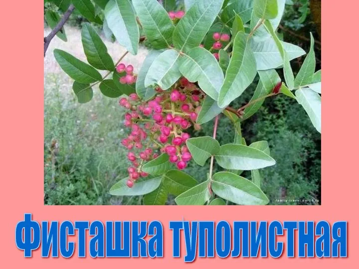 Фисташка туполистная