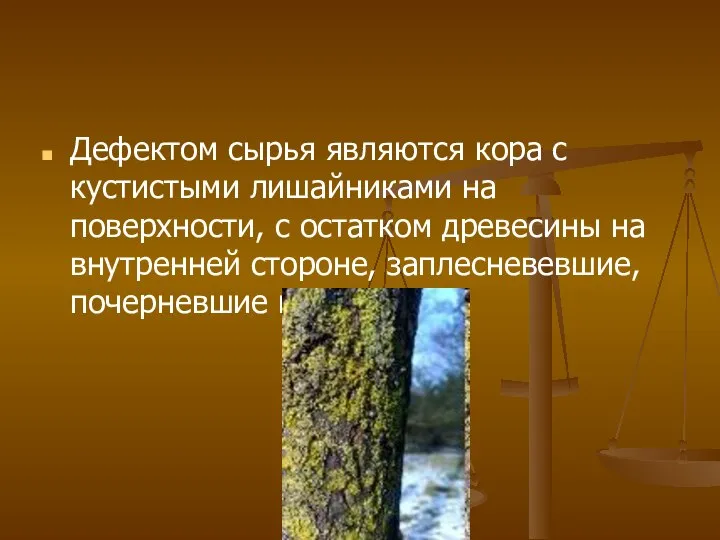 Дефектом сырья являются кора с кустистыми лишайниками на поверхности, с остатком