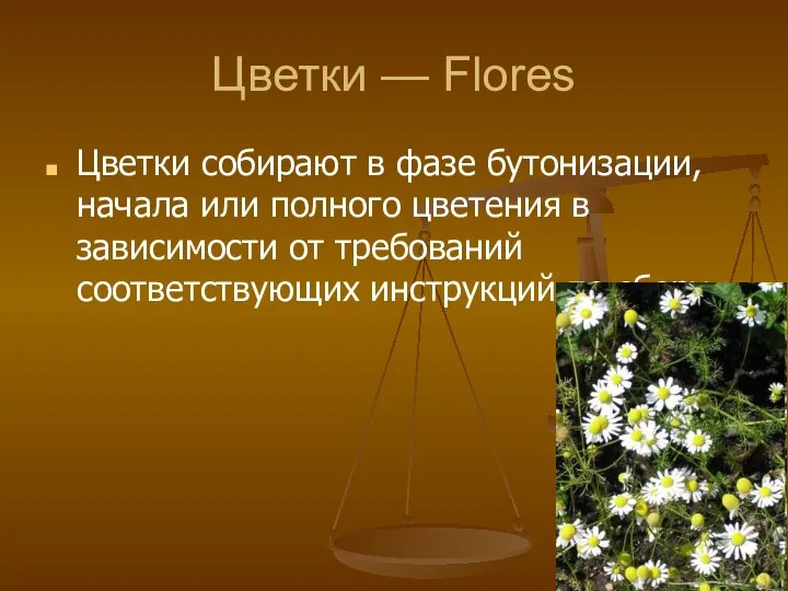 Цветки — Flores Цветки собирают в фазе бутонизации, начала или полного