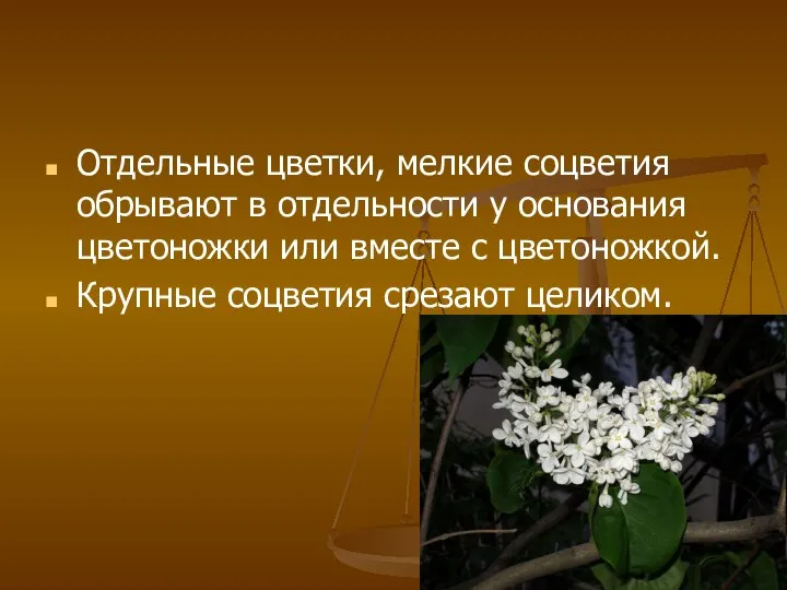 Отдельные цветки, мелкие соцветия обрывают в отдельности у основания цветоножки или