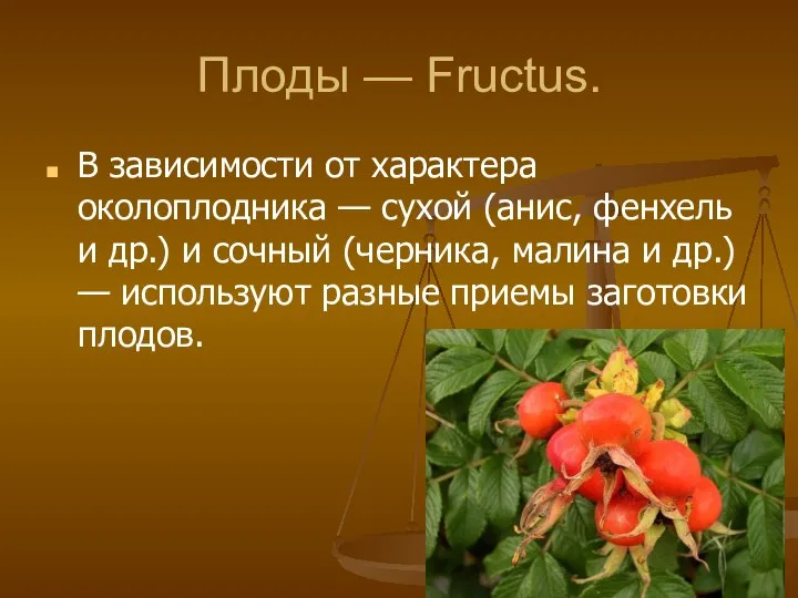 Плоды — Fructus. В зависимости от характера околоплодника — сухой (анис,