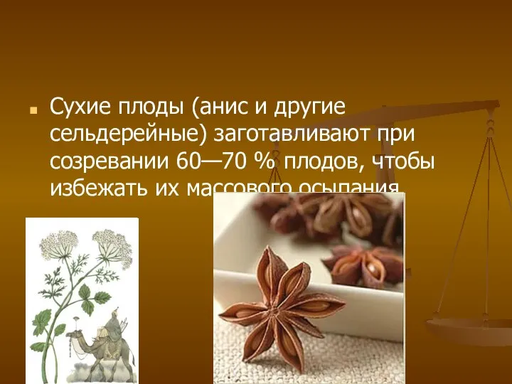 Сухие плоды (анис и другие сельдерейные) заготавливают при созревании 60—70 %