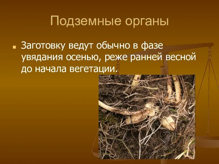 Подземные органы Заготовку ведут обычно в фазе увядания осенью, реже ран­ней весной до начала вегетации.