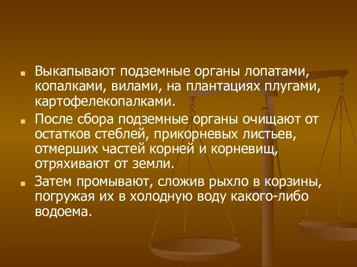 Выкапывают подземные органы лопатами, копалками, вилами, на плантациях плугами, картофелекопалками. После