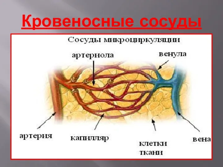 Кровеносные сосуды