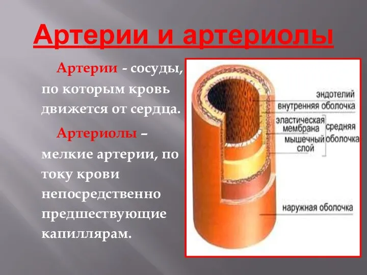 Артерии и артериолы Артерии - сосуды, по которым кровь движется от