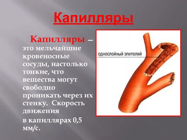 Капилляры Капилляры — это мельчайшие кровеносные сосуды, настолько тонкие, что вещества