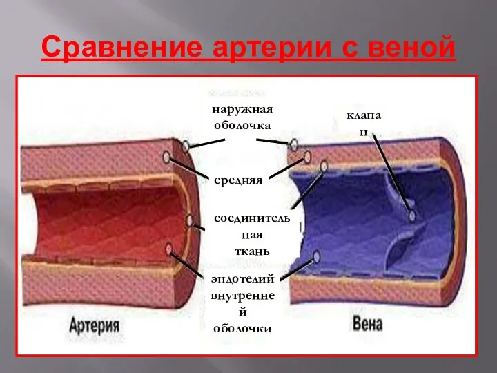 Сравнение артерии с веной