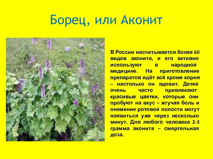 Борец, или Аконит В России насчитывается более 60 видов аконита, и