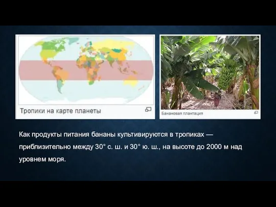 Как продукты питания бананы культивируются в тропиках — приблизительно между 30°