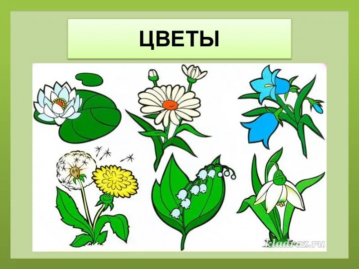 ЦВЕТЫ