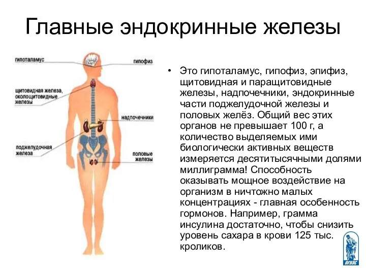 Главные эндокринные железы Это гипоталамус, гипофиз, эпифиз, щитовидная и паращитовидные железы,